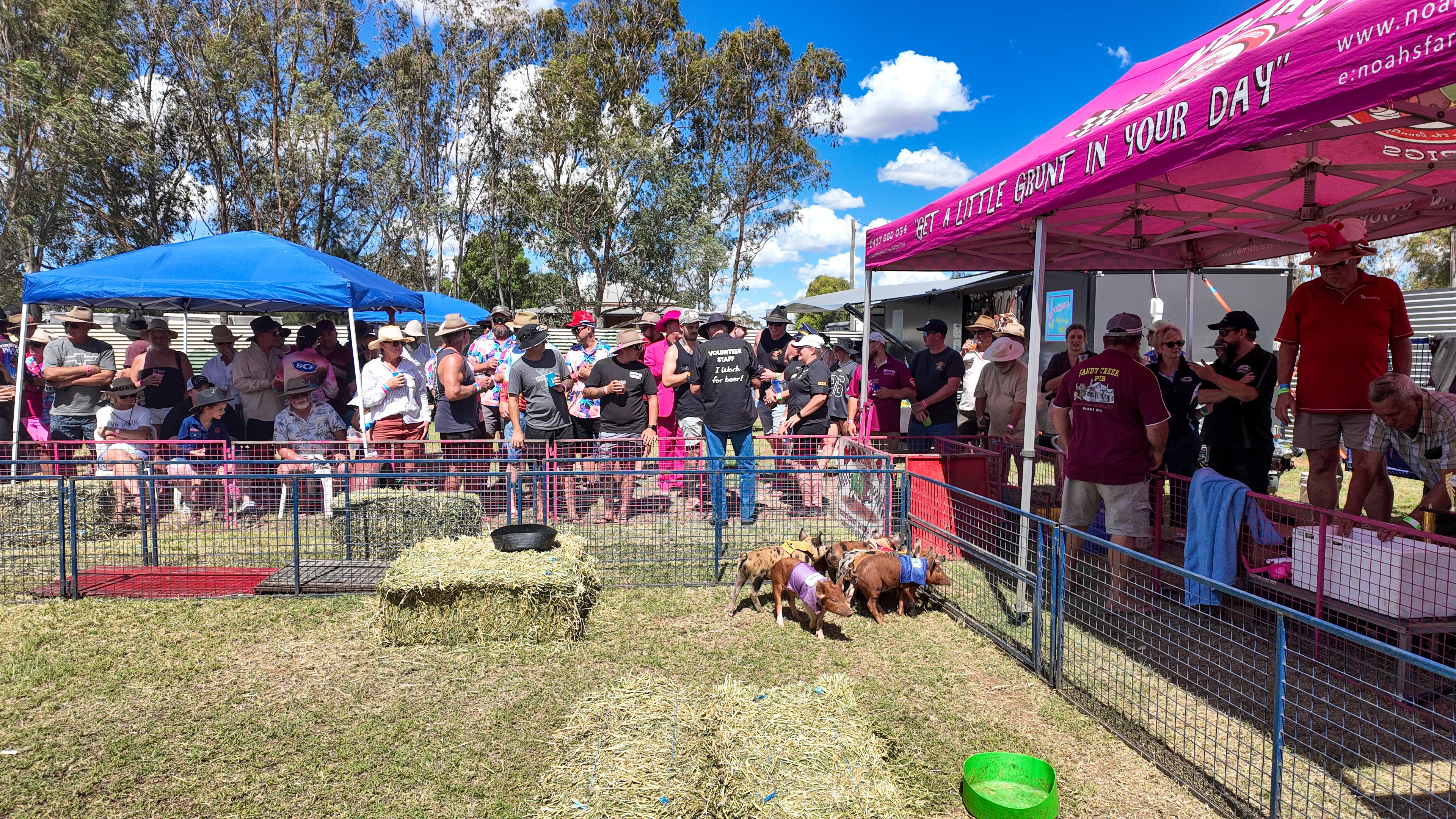 BLUE DOG TRAINING PIG RACING 